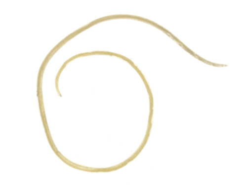Nematode